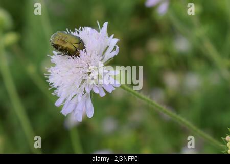 Il coleottero del fiore. La Cetonia aurata, detta la rosetta o la rosetta verde, è un coleottero, lungo 20 mm, che ha un gre metallico strutturalmente colorato Foto Stock