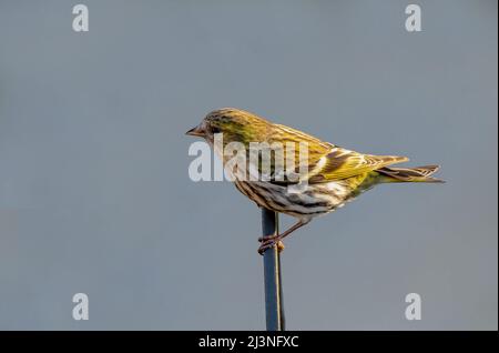 La pelle laterale femminile è isolata contro uno sfondo semplice Foto Stock