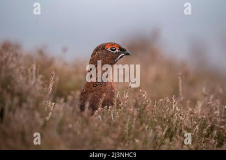 Red Grouse maschio sulla brughiera scozzese, primo piano, in primavera Foto Stock