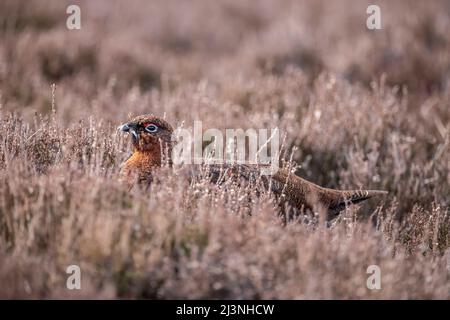 Red Grouse maschio sulla brughiera scozzese, primo piano, in primavera Foto Stock