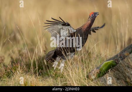 Red Grouse maschio volare da brughiera scozzese, da vicino, in primavera Foto Stock