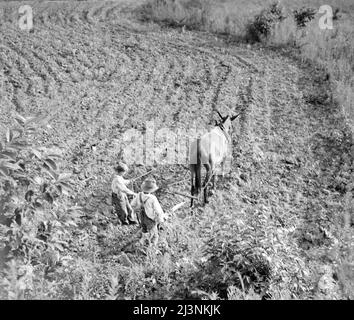 Il fratello maggiore insegna il giovane in una fattoria in Piemonte, Carolina del Nord. Foto Stock