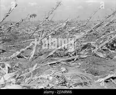 [Foto senza titolo, forse legata a: Mais, essiccato e sdraiato nel campo. La temperatura era superiore a cento gradi. Tra Dallas e Waco, Texas]. Foto Stock