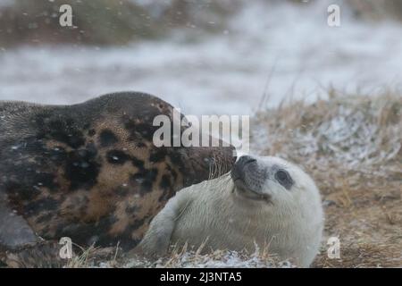 Una mamma e un giovane sigillo che poca insieme nella neve appena posata Foto Stock