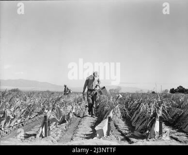 Agricoltura del deserto. Campo di peperoncino spazzolato. Reimpianto di piante di peperoncino su un ranch di proprietà giapponese. Bastoni, foglie di palma e carta sono utilizzati per la protezione contro il vento e il freddo. Le piante di pomodoro vengono coltivate con lo stesso metodo. Imperial Valley, California. Foto Stock