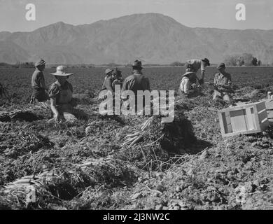 Estrattori di carote da Texas, Oklahoma, Missouri, Arkansas e Messico. Coachella Valley, California. "Noi proveniamo da tutti gli stati e non possiamo fare un dollaro al giorno nel campo nessun modo. Lavorando in campo dalle sette del mattino fino alle dodici di mezzogiorno guadagniamo una media di trentacinque centesimi". Foto Stock