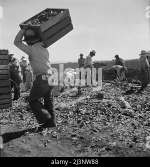 Estrattori di carote da Texas, Oklahoma, Arkansas, Missouri e Messico. Coachella Valley, California. "Noi proveniamo da tutti gli stati e non possiamo fare un dollaro al giorno in questo campo oggi. Lavorando dalle sette del mattino fino alle dodici di mezzogiorno guadagniamo in media trentacinque centesimi". Foto Stock