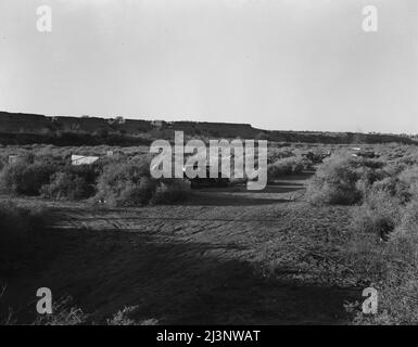 Lavoratori agricoli migratori della California, rifugiati della siccità dall'Oklahoma, accampati nel pennello sul fondo del fiume senza acqua o servizi igienici. Alla periferia di Brawley. Imperial Valley, California. Foto Stock