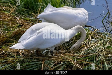 Mute Swans (Cygnus olor) seduta su uova, Verulamium Park, St. Albans, Hertfordshire Regno Unito Foto Stock