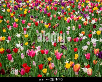 Campo colorato di tulipani, tulipani giardino, fiori fioriti nel Giardino Botanico Nazionale, Vácrátót, Ungheria Foto Stock