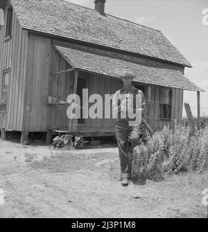 Ex agricoltore inquilino in una grande fattoria di cotone. Ora un trattore conducente per un dollaro al giorno nella stessa fattoria. Bell County, Texas. Foto Stock