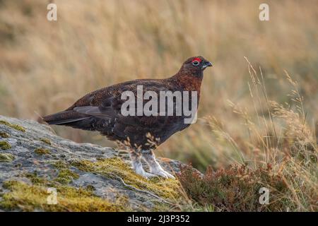 Red Grouse maschio su una roccia in brughiera scozzese, primo piano, in primavera Foto Stock