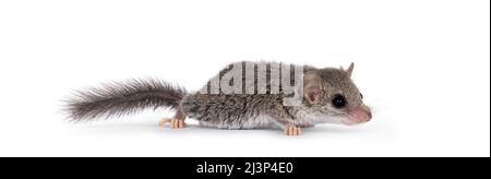Carino piccolo ghiro africano alias Graphiurus murinus, che corre in senso laterale. Guardando avanti lontano dalla macchina fotografica, isolato su uno sfondo bianco. Foto Stock