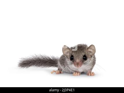 Carino piccolo dormouse africano aka Graphiurus murinus, in piedi di fronte. Guardando dritto nell'obiettivo che mostra entrambi gli occhi, isolato su uno sfondo bianco Foto Stock