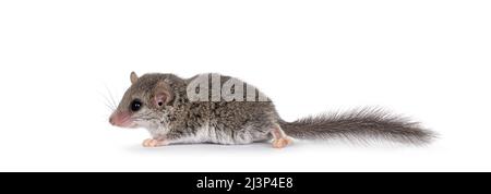 Piccolo e carino ghiro africano alias Graphiurus murinus, in piedi lateralmente. Guardando davanti alla macchina fotografica, isolato su uno sfondo bianco. Foto Stock