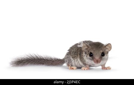 Carino piccolo dormouse africano aka Graphiurus murinus, in piedi di fronte. Guardando dritto nell'obiettivo che mostra entrambi gli occhi, isolato su uno sfondo bianco Foto Stock
