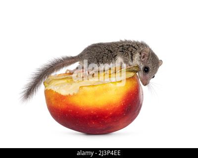 Carino piccolo ghiro africano aka Graphiurus murino, arrampicata su mela gialla e rossa. Guardando verso il basso dalla frutta. Isolato su sfondo bianco. Foto Stock