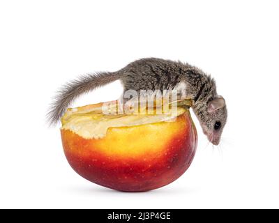 Carino piccolo ghiro africano aka Graphiurus murinus, in piedi su giallo e rosso mela. Guardando verso il basso mostra il profilo. Isolato su sfondo bianco. Foto Stock