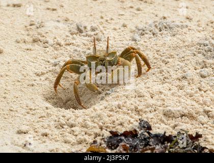 Granchio fantasma corneo o granchio fantasma Horn-Eyed, Foto Stock