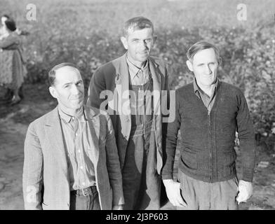 Questi tre uomini comprendono il consiglio di amministrazione della Mineral King Farm Association, contea di Tulare, California. Sono stati eletti dal proprio gruppo per dirigere questa unità agricola. Foto Stock