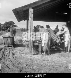 Vicino Hartsville, Carolina del Sud, cernendo e stringendo la "foglia d'oro" al granaio del tabacco, preparandosi a guarire. Nota slitta da cui il tabacco è portato al granaio dal campo. Questa famiglia di sharrecropper ha sei acri di tabacco, il loro principale raccolto in contanti. Venderanno il raccolto di quest'anno per circa novecento dollari, di cui ricevono la metà. Foto Stock