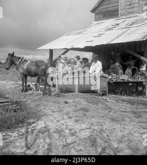 Vicino Hartsville, Carolina del Sud, cernendo e stringendo la "foglia d'oro" al granaio del tabacco, preparandosi a guarire. Nota slitta da cui il tabacco è portato al granaio dal campo. Questa famiglia di sharrecropper ha sei acri di tabacco, il loro principale raccolto in contanti. Venderanno il raccolto di quest'anno per circa novecento dollari, di cui ricevono la metà. Foto Stock