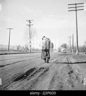 Napa Valley, California. Più di venticinque anni un bindle-rigido. Passeggiate dalle miniere ai campi di legname alle fattorie. Il tipo che formò la spina dorsale dei lavoratori Industriali del mondo (IWW) in California prima della guerra. Oggetto degli "Studi su IWW" di Carleton Parker. Foto Stock