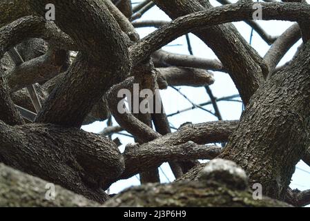 Un albero di Sophora Japonica in un giardino. Foto Stock