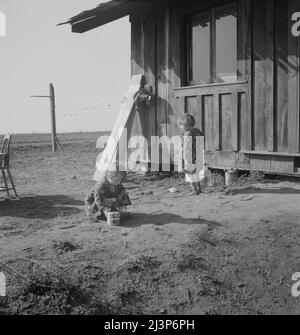 Sulle pianure ad ovest di Fresno, California. Famiglia di sette da Oregon caseificio ranch che hanno perso. "Abbiamo cercato di diventare troppo grandi, immagino. Le lattine di latte sono tutto che è lasciato del caseificio. Ora selezioni i bolli per fare cinquanta centesimi ad un dollaro un il giorno. Non possiamo lavorare tutti i giorni o forse potremmo arrivarci." Affitto per casa senza acqua o servizi igienici -sei dollari al mese. Pianificare accanto a raccogliere frutta. "Dicono che se vieni in California, tu torni sempre, ma sono disposto a lasciarla." Foto Stock