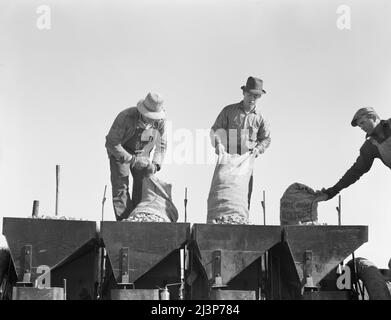 Caricamento di contenitori di piantatrice di patate con fertilizzante e semi dal rimorchio sul bordo del campo. Kern County, California. Foto Stock