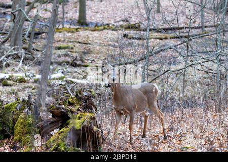 Il cervo dalla coda bianca (Odocoileus virginianus), conosciuto anche come il whitetail o il cervo della Virginia in primavera Foto Stock
