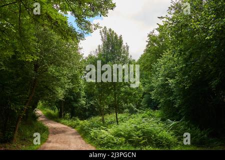 Una bella foto di una strada forestale circondata da una fitta vegetazione. Foto Stock