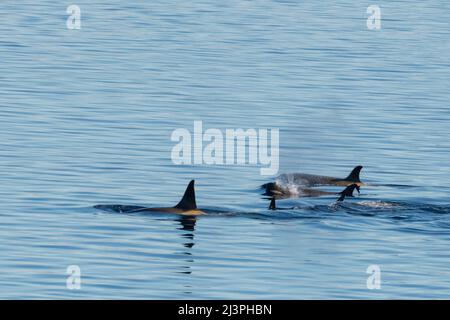 Antartide, Weddell Sea, Gustav Channel. Cialda di balene killer aka Orca (Orcinus orca) Foto Stock