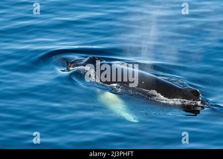 Antartide, Weddell Sea, Gustav Channel. Megattere nell'oceano limpido (Megaptera novaeangliae) Foto Stock