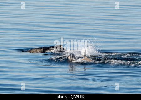 Antartide, Weddell Sea, Gustav Channel. Orche killer aka Orca (Orcinus orca) caccia humpback balena (Megaptera novaeangliae) Foto Stock