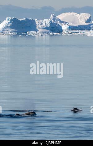 Antartide, Weddell Sea, Gustav Channel. Balena killer aka Orca (Orcinus orca) inseguire foca (Arctocephalus gazella) Foto Stock