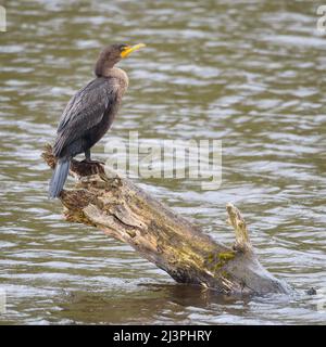 Cormorano a doppia crestata in piedi su diagonal log in stagno Foto Stock
