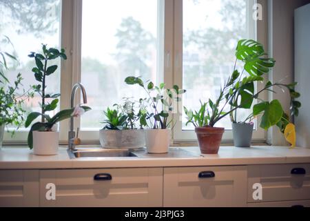 fiori in cucina vicino finestra. houseplant in vaso di fiori in camera in appartamento con interni moderni Foto Stock