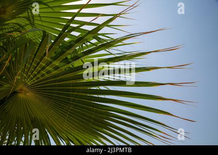Foglie di palma contro il cielo Foto Stock