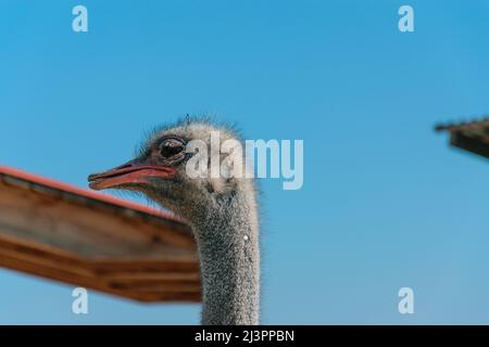 Testa di uno struzzo in uno zoo. Allevamento Starasov concetto. Foto Stock