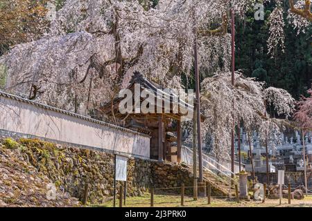 saitama, chichibu - aprile 04 2022: Tradizionale architettura buddista giapponese di una porta Yakuimon nel Tempio di Seiunji famoso per la sua maestosa e alta weepin Foto Stock