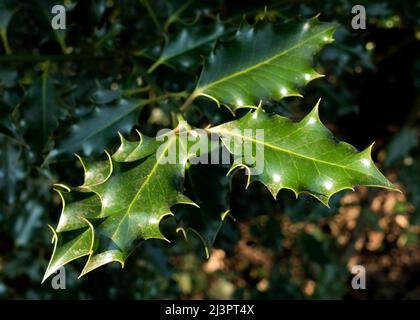 Foglie di agrifoglio Foto Stock