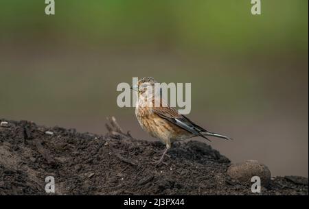 Linnet femmina, arroccato sulla terra, da vicino, in estate Foto Stock