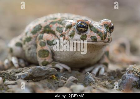 Green Toad (Bufotes viridis) che riposa a terra Foto Stock