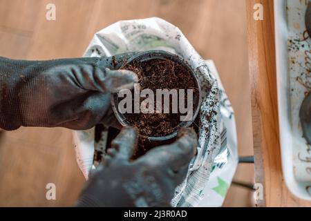 Donna contadino mani che tengono attrezzi da giardino. Donna piantando semi nei vasi a casa. Giardinaggio domestico, trapianto di piante, piantine Foto Stock