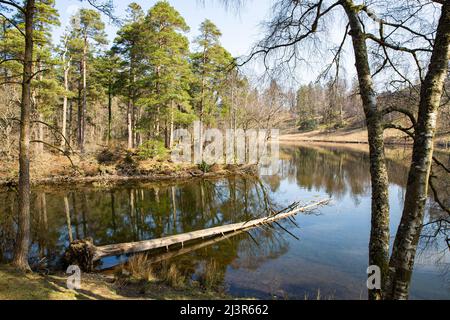 Vista del paesaggio del lago e delle isole di Tarn Hows nel Lake District National Park, Regno Unito con alberi caduti dopo il tempo tempestoso Foto Stock