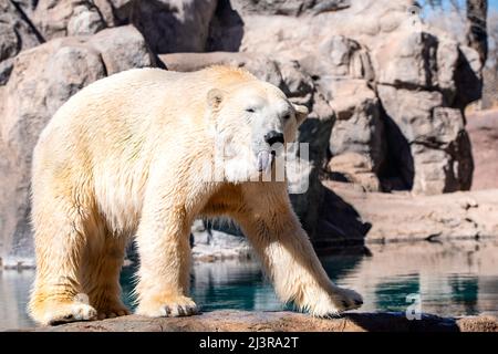 Un orso polare allo Zoo Foto Stock