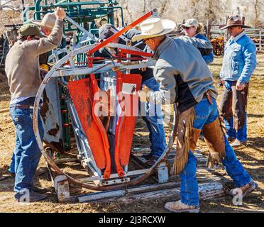 Cowboys giovane vitello in squeeeze sparare; primavera marcare a caldo evento sul ranch Hutchinson vicino a Salida: Colorado; USA Foto Stock