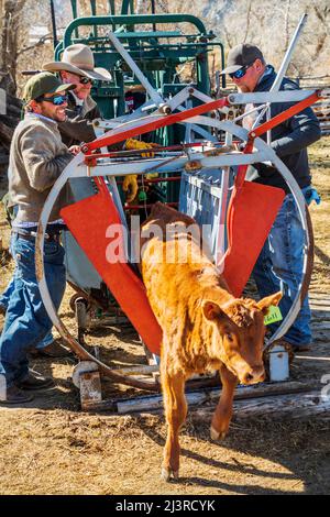 Cowboys giovane vitello in squeeeze sparare; primavera marcare a caldo evento sul ranch Hutchinson vicino a Salida: Colorado; USA Foto Stock