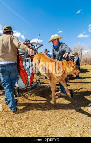 Cowboys giovane vitello in squeeeze sparare; primavera marcare a caldo evento sul ranch Hutchinson vicino a Salida: Colorado; USA Foto Stock